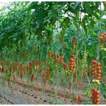 Polyhouse Tomatoes